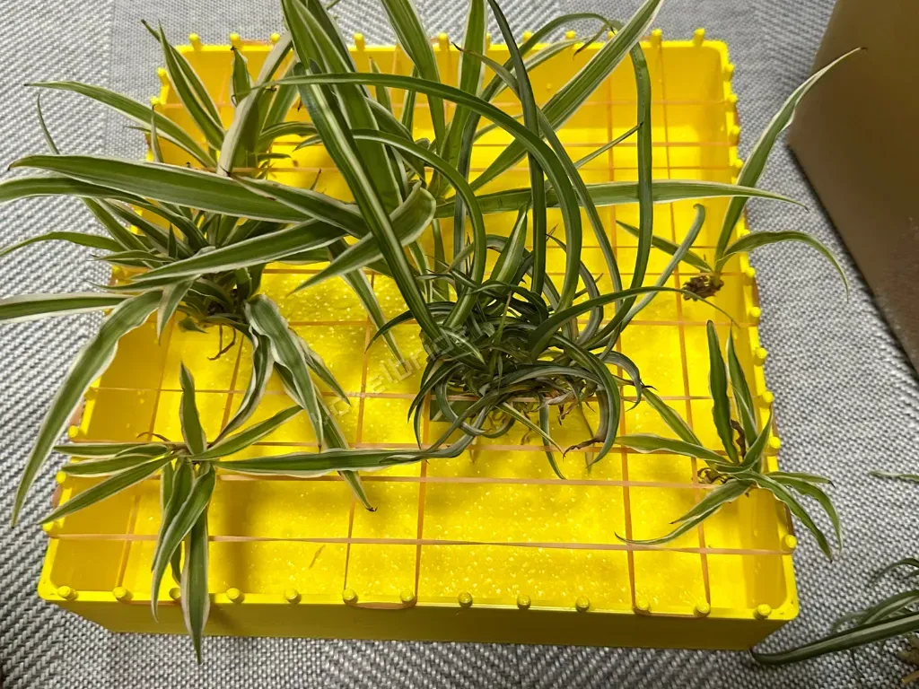Plant Propagator, photo 2