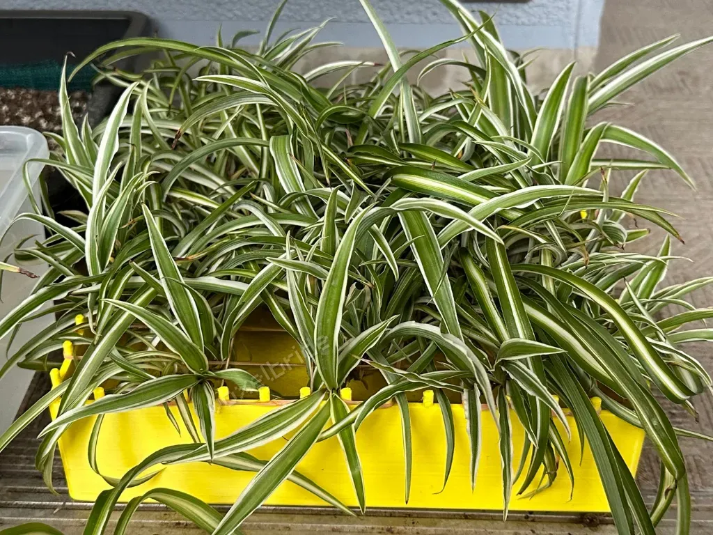 Plant Propagator, photo 3