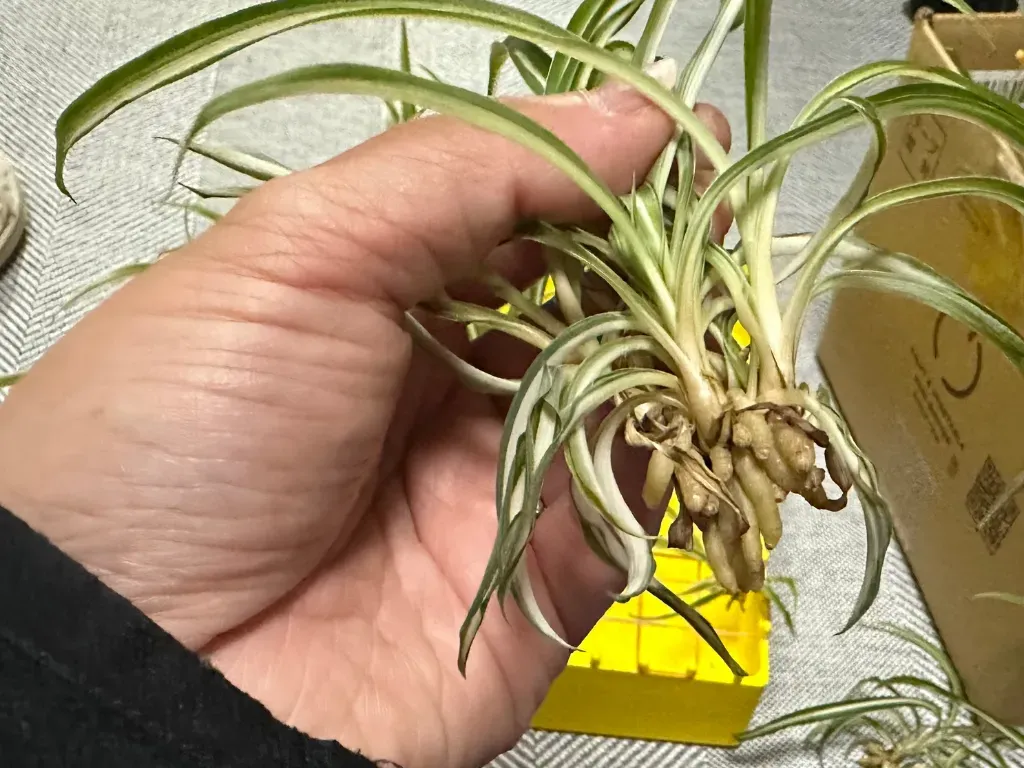 Plant Propagator, photo 4
