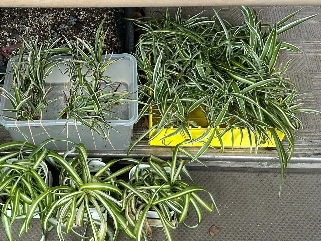 Plant Propagator, photo 5