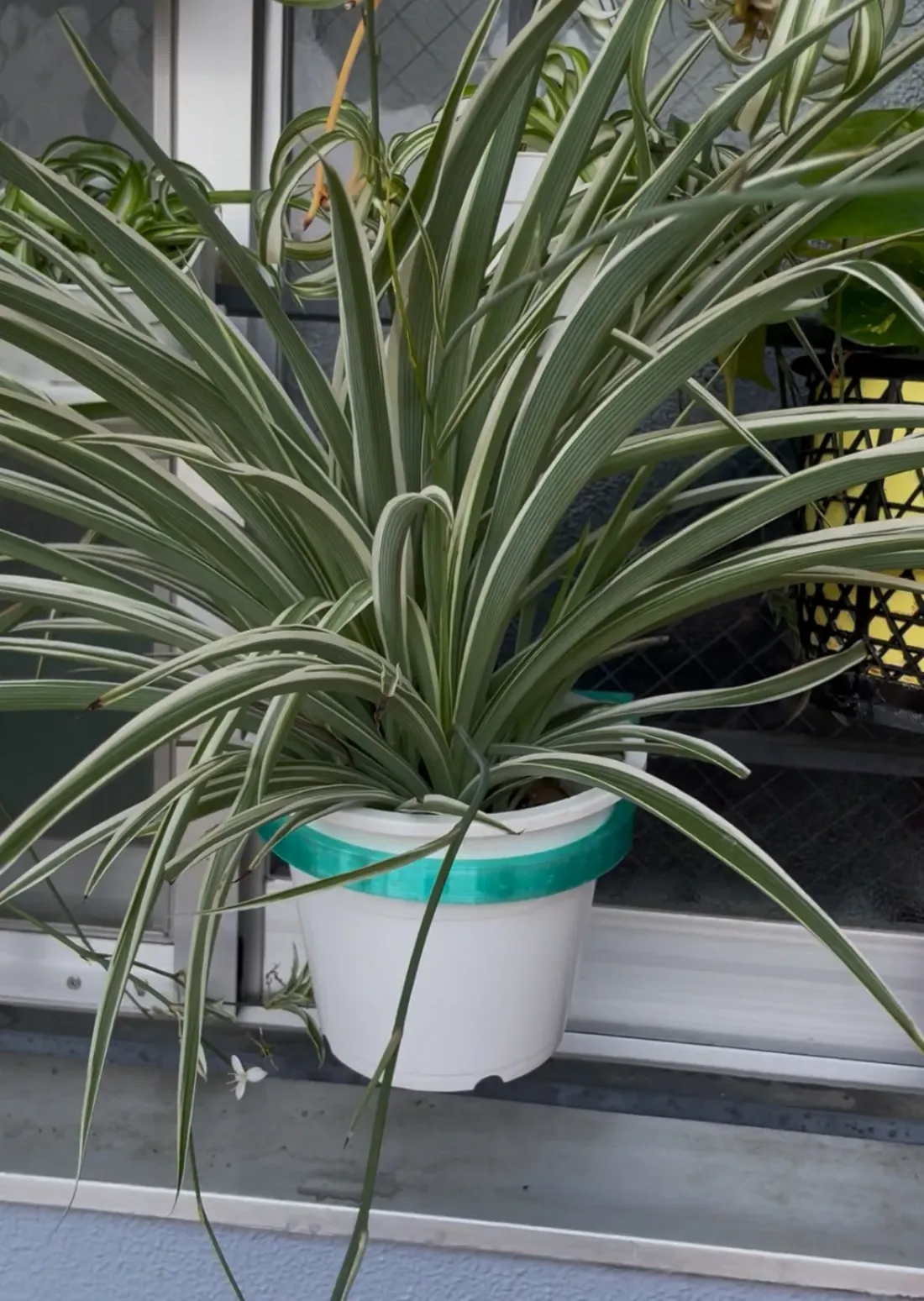 Window Bar Planter Clip, photo 4